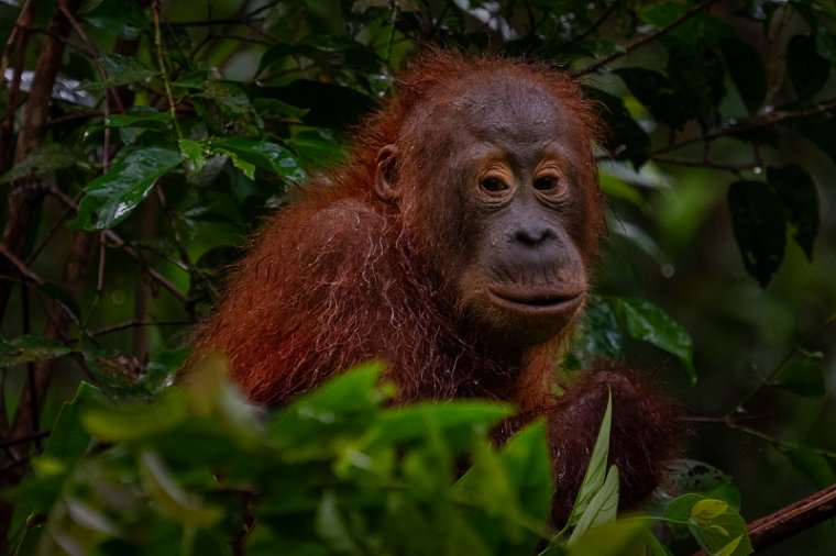 109 Tanjung Puting NP.jpg